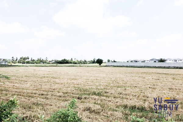 The Plant & Natura Trend ปิ่นเกล้า-สาย5